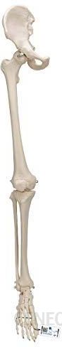 i-3b-scientific-3b-naukowy-szkielet-nog-z-modelem-kosci-biodrowej-darmowe-oprogramowanie-anatomiczne-3b-smart-anatomy